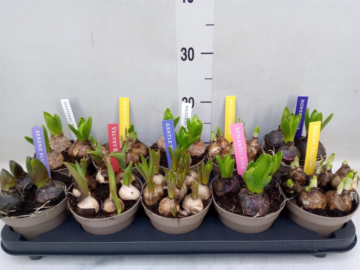 <h4>Bolbloemen   ...mix</h4>