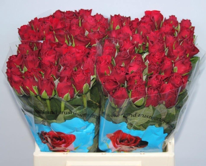 <h4>R GR UPPER CLASS</h4>