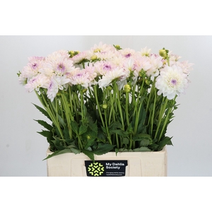 Dahlia Eveline