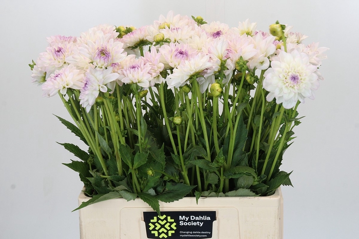 <h4>Dahlia Eveline</h4>