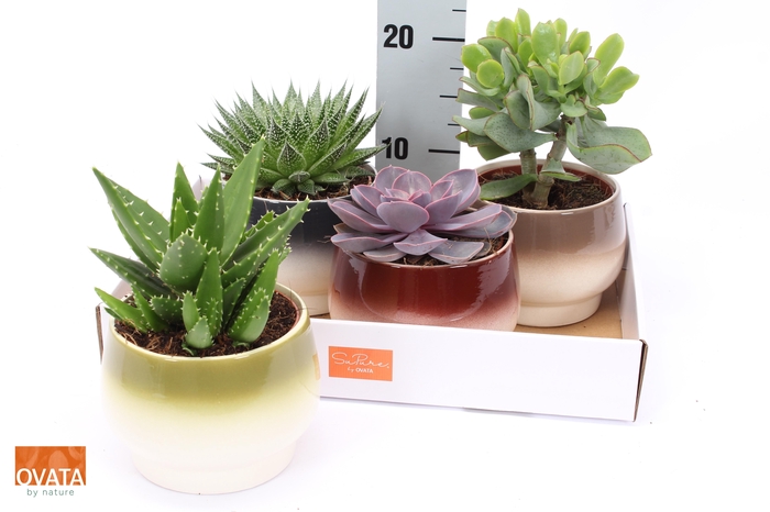 <h4>SUCC GEM 4 SRT</h4>