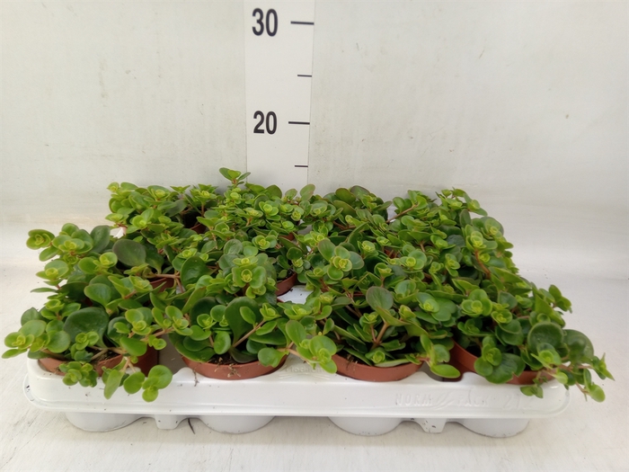 <h4>Sedum album 'Coral Carpet'</h4>