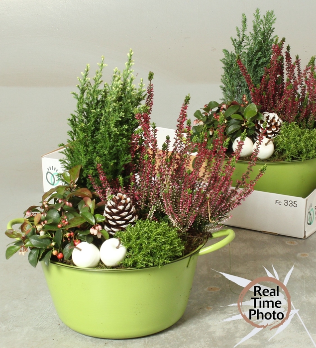 <h4>ARR TUINPLANTEN</h4>