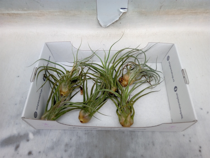 <h4>Tillandsia</h4>