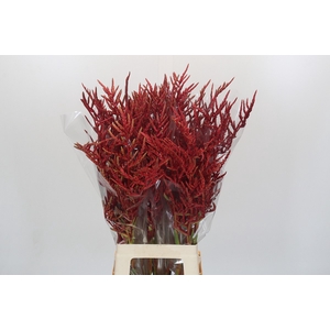 Bromelia Red Paloma