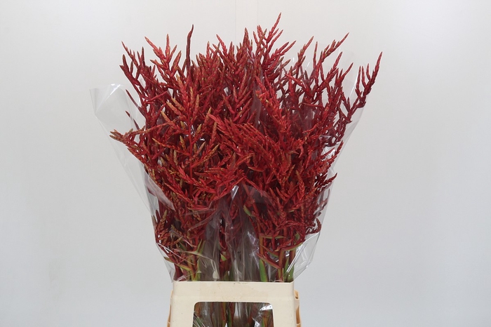 Bromelia Red Paloma