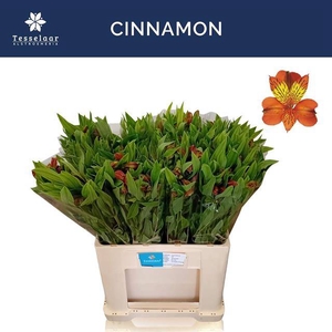 Alstroemeria cinnamon