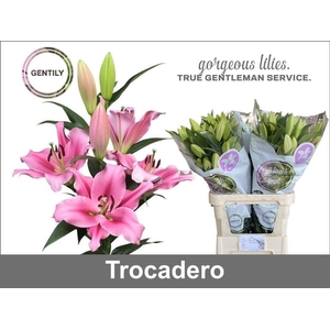 Li Ot Trocadero