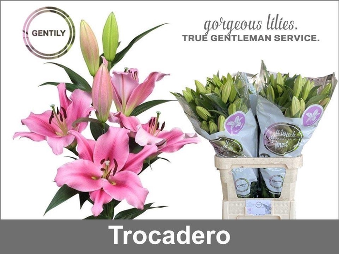 <h4>Li Ot Trocadero</h4>