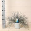 Festuca glauca 'Intense Blue'® P17