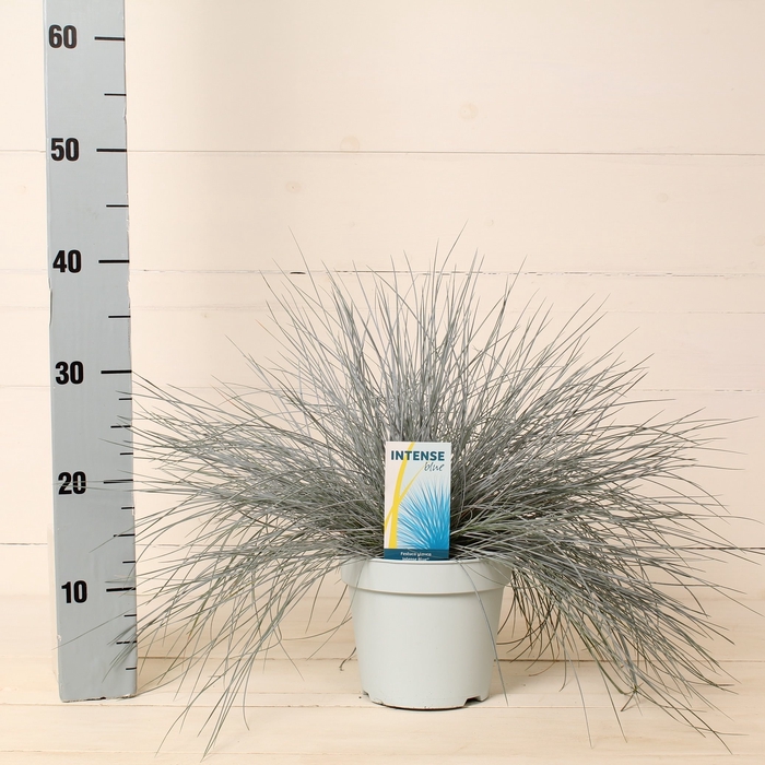 Festuca glauca 'Intense Blue'® P17