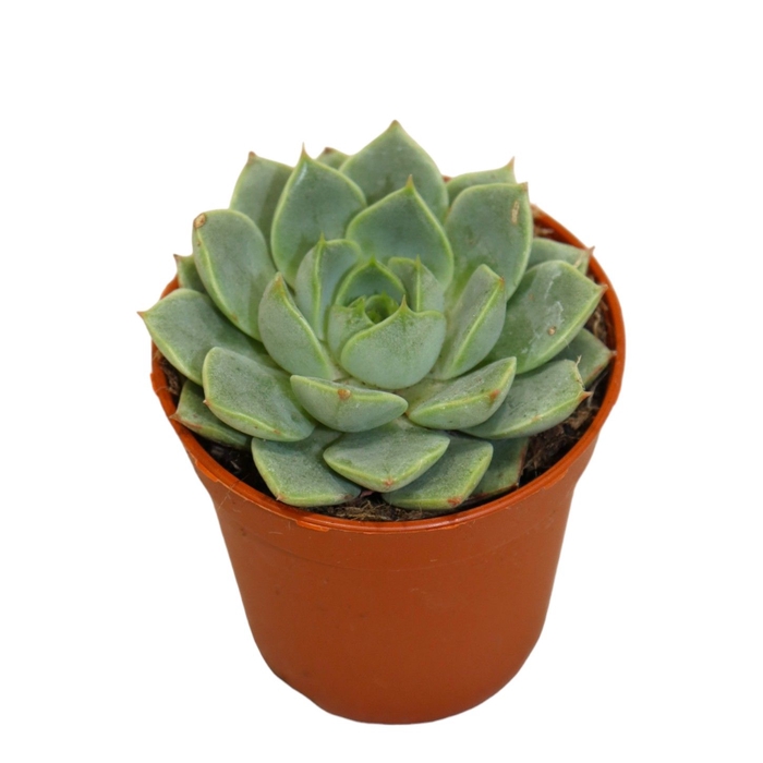 Echeveria Fabiola