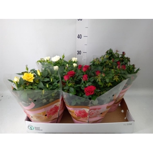 Rosa  'Favourite Roses'   ...mix 3