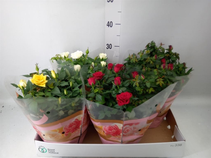 <h4>Rosa  'Favourite Roses'   ...mix 3</h4>