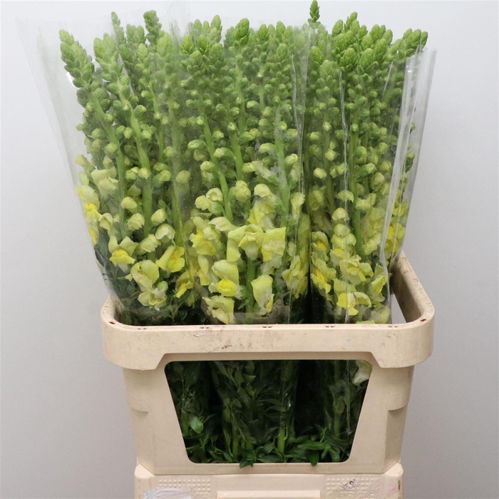 <h4>Antir Op Yellow</h4>