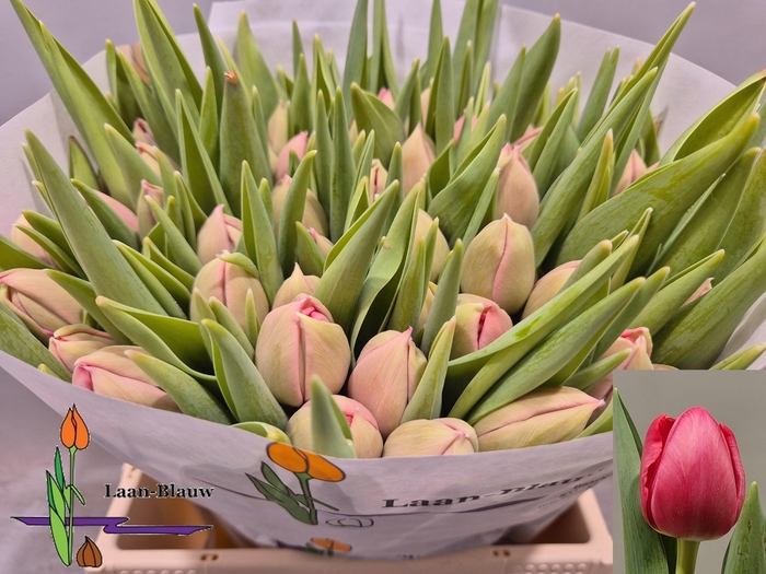 <h4>TU DU ETCHED SALMON</h4>