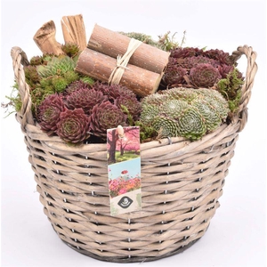 Wilg mand grijs met oor 23cm