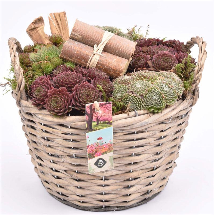 <h4>Wilg mand grijs met oor 23cm</h4>