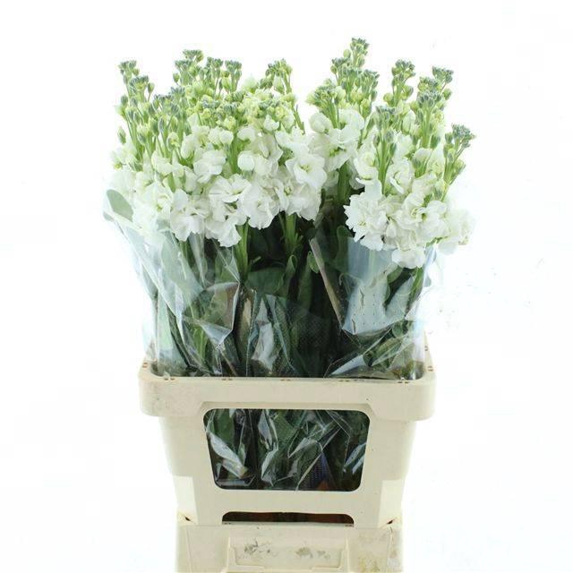 <h4>MATTH IRON WHITE</h4>