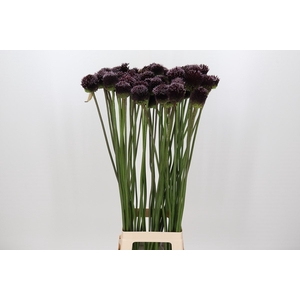 Allium Forelock