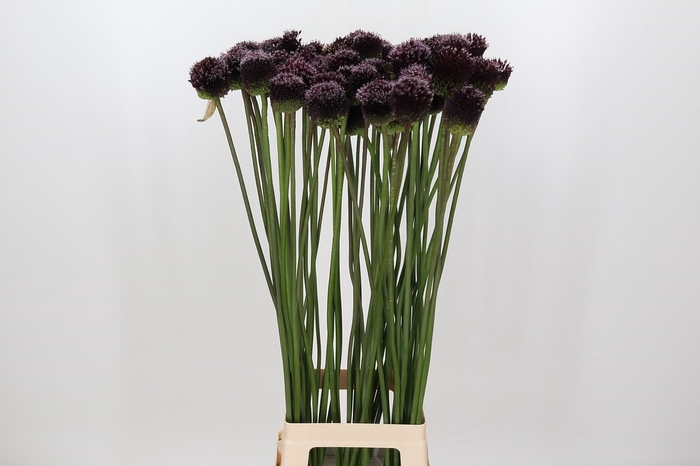 Allium Forelock