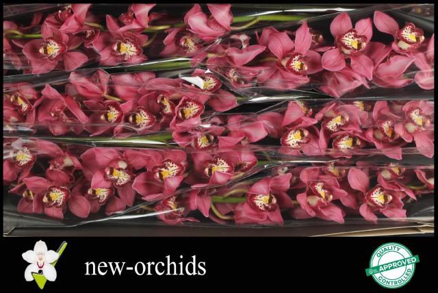 <h4>CYMB T CHANTAL</h4>