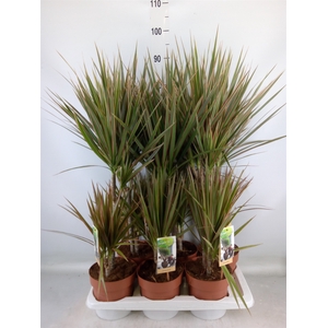 Dracaena marg. 'Bicolor'