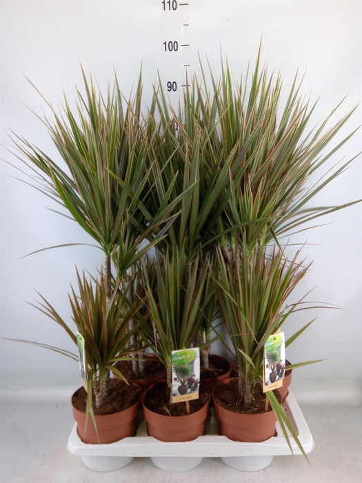 <h4>Dracaena marg. 'Bicolor'</h4>
