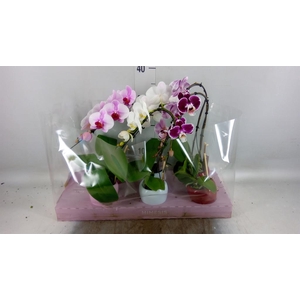 Phalaenopsis   ...