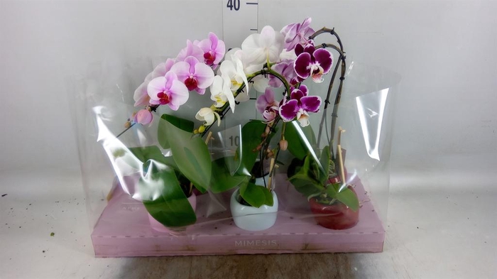<h4>Phalaenopsis   ...</h4>