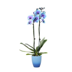 Change Blue Phal I Am Blue Lagoon 2T14+