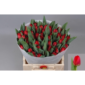 TU EN ANTARCTIC FIRE