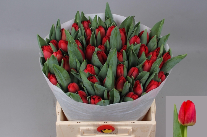 <h4>TU EN ANTARCTIC FIRE</h4>