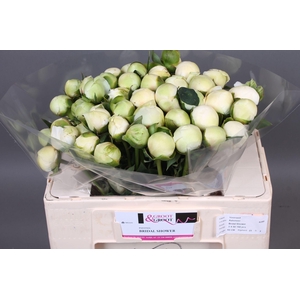 Paeonia Bridal Shower | Heavy Quality