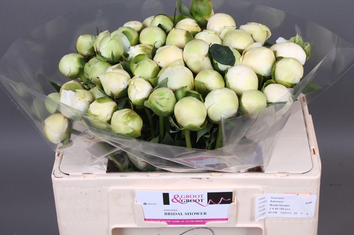 <h4>Paeonia Bridal Shower | Heavy Quality</h4>