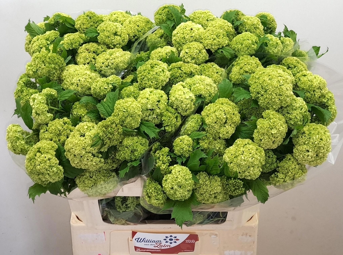 <h4>VIBURNUM ROSEUM ST</h4>