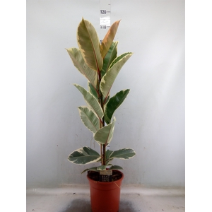 Ficus elastica 'Tineke'