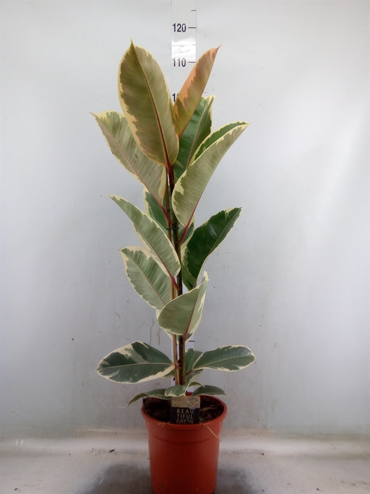 <h4>Ficus elastica 'Tineke'</h4>