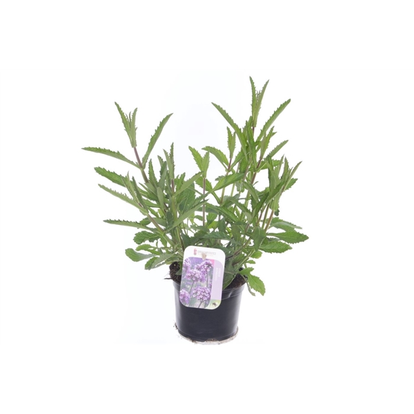 <h4>Verbena bonariensis</h4>