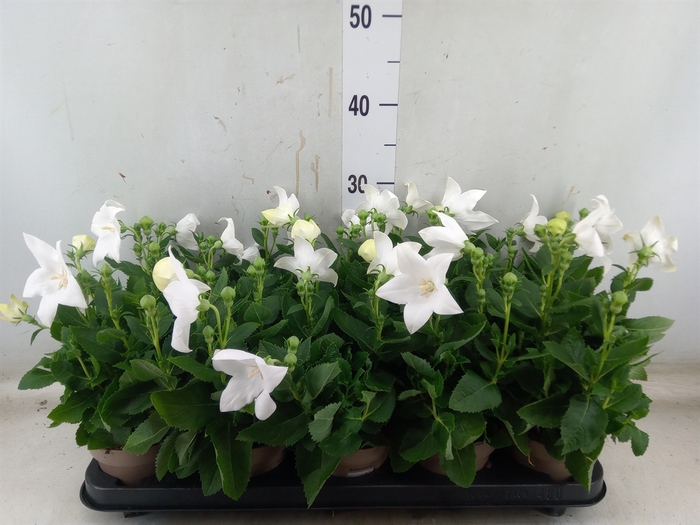 <h4>Platycodon grand. 'Astra White'</h4>