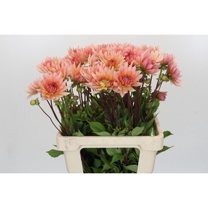 Dahlia Henriette