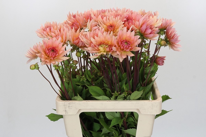Dahlia Henriette