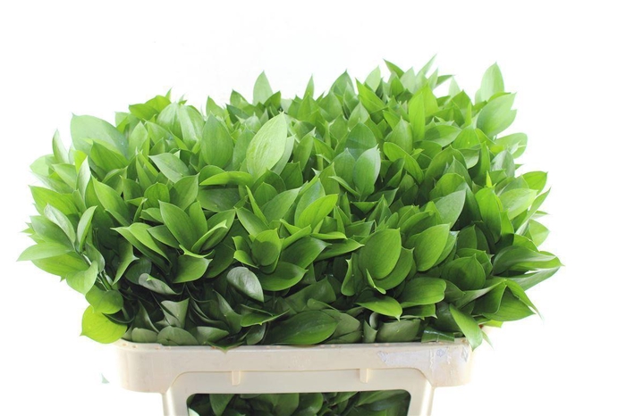 <h4>Ruscus Hypophyllum</h4>