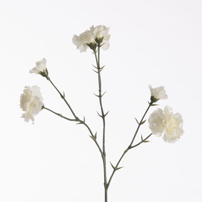 Af Dianthus X6 L56cm White