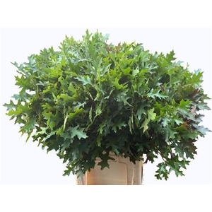 Eikeblad Palustris 80cm
