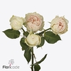 Rosa spray grandma's finest romy