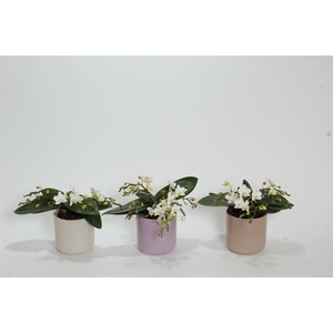 Phalaenopsis multi. 'Ant Nazare'