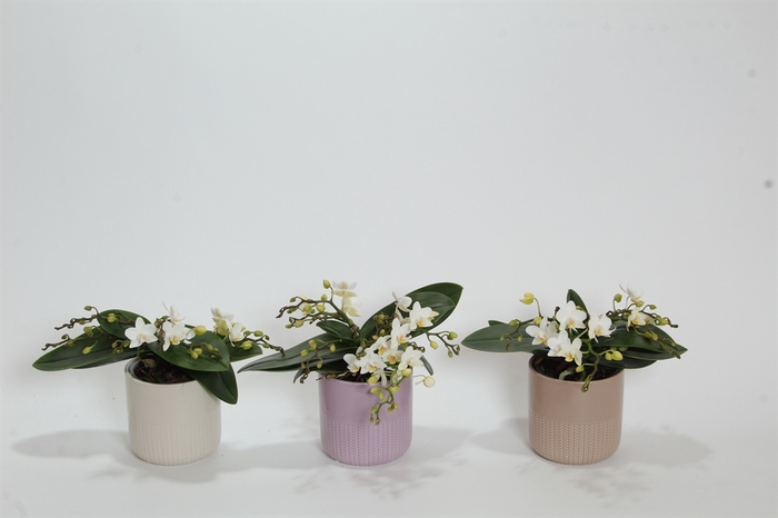 <h4>Phalaenopsis multi. 'Ant Nazare'</h4>