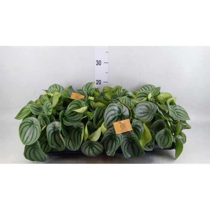 <h4>Peperomia argyreia</h4>