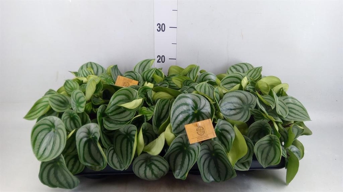 Peperomia argyreia